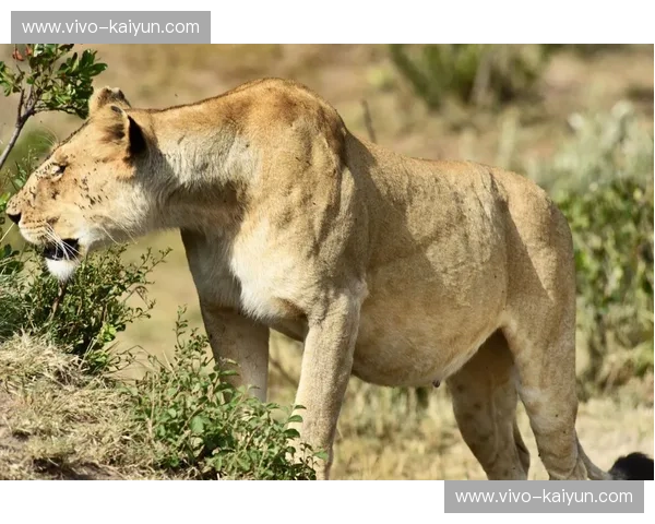 丛林刺客与草原君王的巅峰博弈：美洲虎vs狮子，谁才是自然界的终极“暴力美学”？